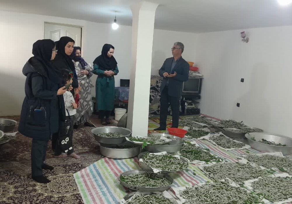 توزیع ۱۳۵ جعبه تخم نوغان حمایتی در آذربایجان شرقی؛ گامی مؤثر در تقویت اقتصاد روستایی و توسعه صنعت ابریشم