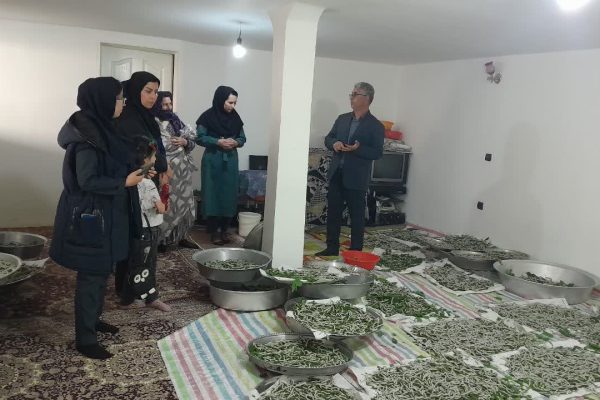 توزیع ۱۳۵ جعبه تخم نوغان حمایتی در آذربایجان شرقی؛ گامی مؤثر در تقویت اقتصاد روستایی و توسعه صنعت ابریشم