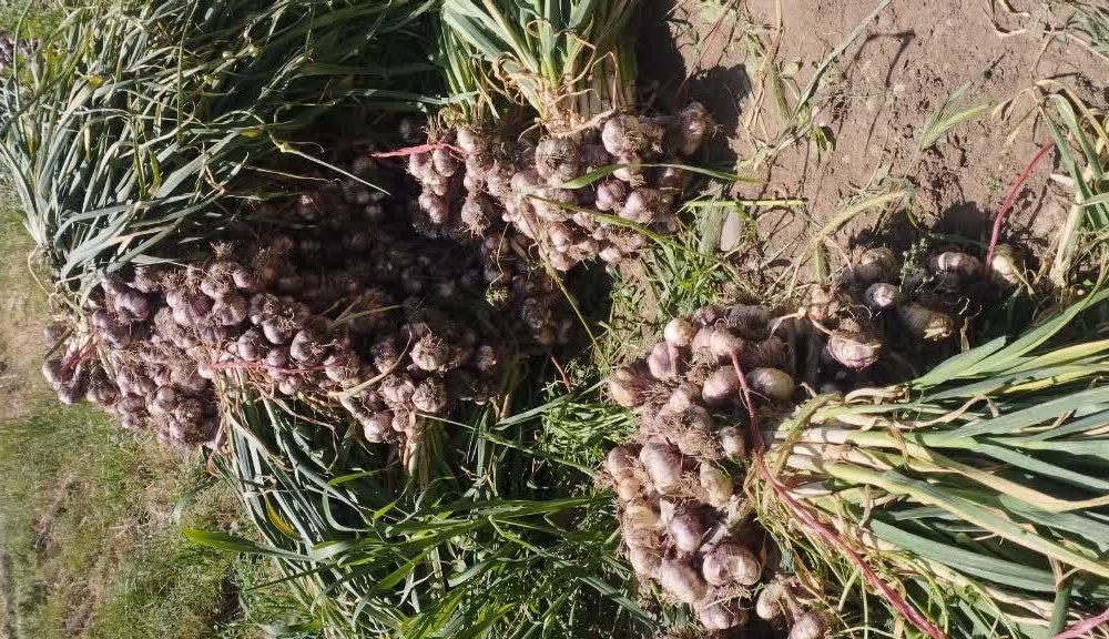 آذرشهر همچنان قطب تولید سیر استان