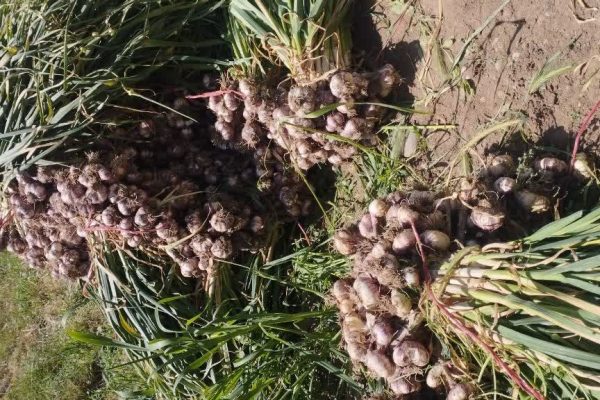 آذرشهر همچنان قطب تولید سیر استان