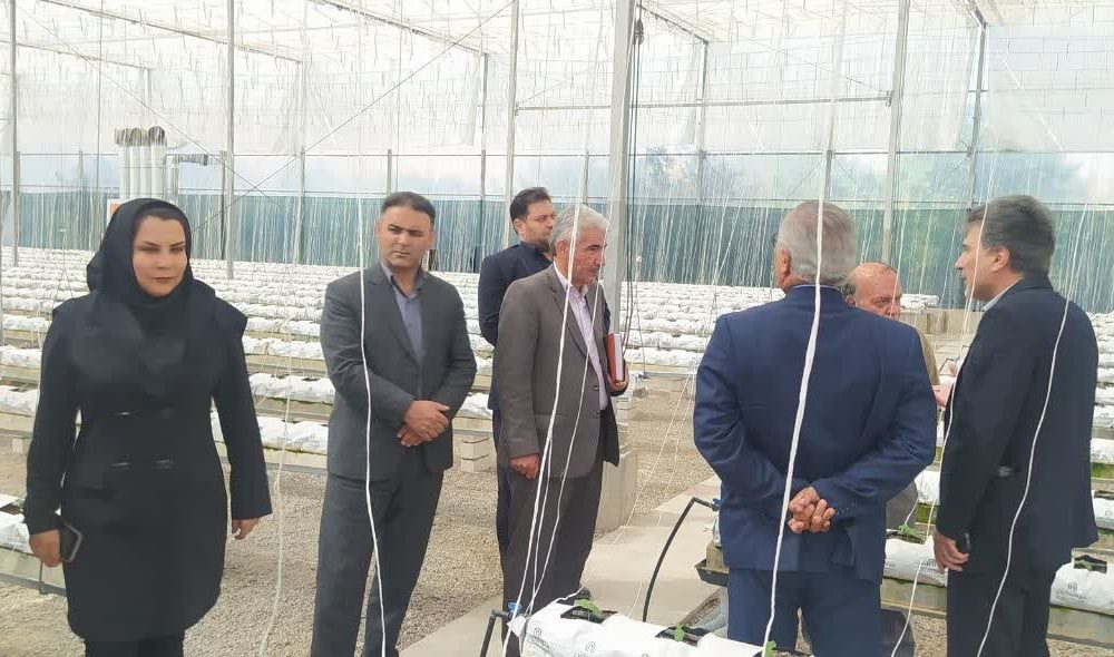 تمام‌اتوماتیک تولید خیار در شهرستان تبریز