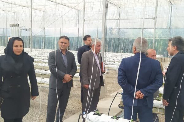تمام‌اتوماتیک تولید خیار در شهرستان تبریز