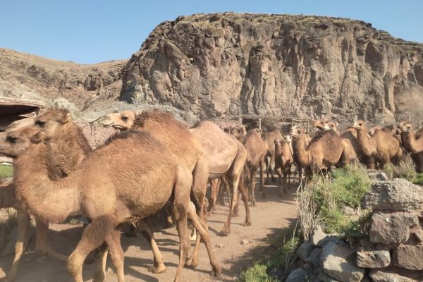 توسط ۱۴۰ نفر شتر در مرند