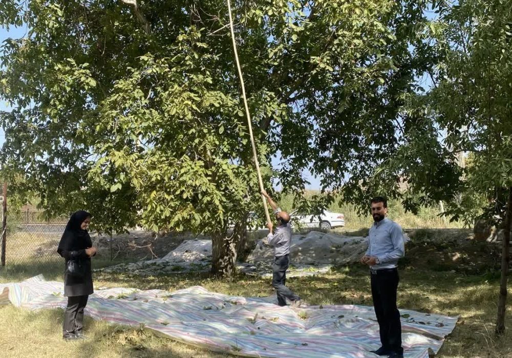 رتبه سوم کشور از نظر سطح زیرکشت گردو اجرای طرح تعویض تاج در ۱۰۰ هکتار از باغات/ برداشت ۲۴ هزار تن گردو از باغات آذربایجان شرقی