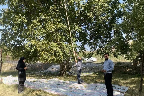 رتبه سوم کشور از نظر سطح زیرکشت گردو اجرای طرح تعویض تاج در ۱۰۰ هکتار از باغات/ برداشت ۲۴ هزار تن گردو از باغات آذربایجان شرقی