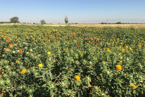 پژوهشگران آذربایجان شرقی دو رقم جدید گلرنگ پرمحصول و باکیفیت را معرفی کردند