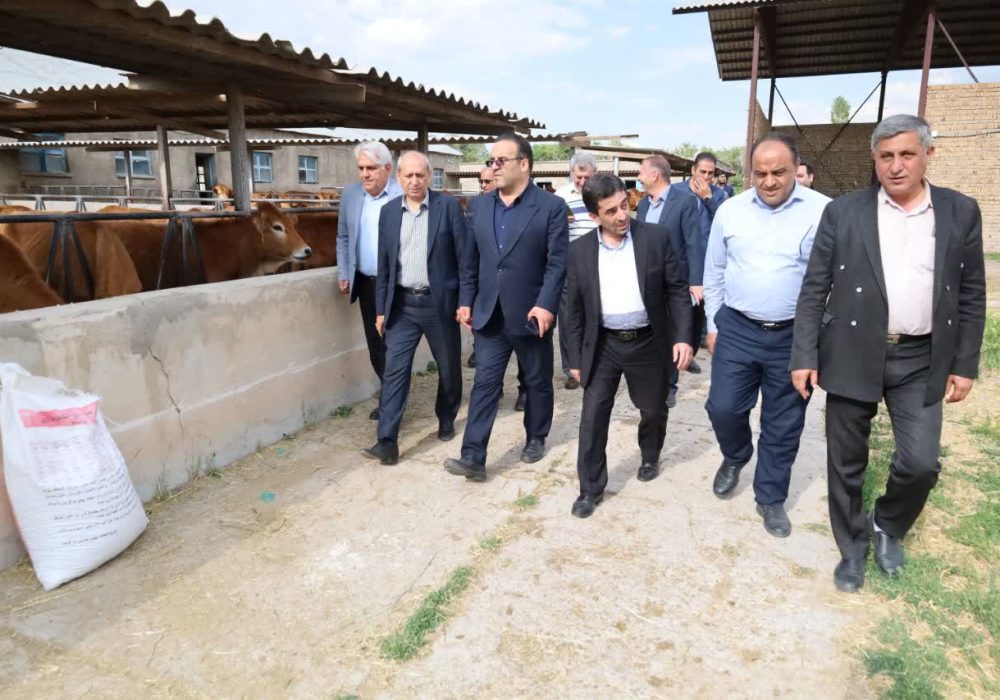 حفظ گاو بومی سرابی؛ صیانت از یک گنجینه ژنتیکی برای امنیت غذایی کشور