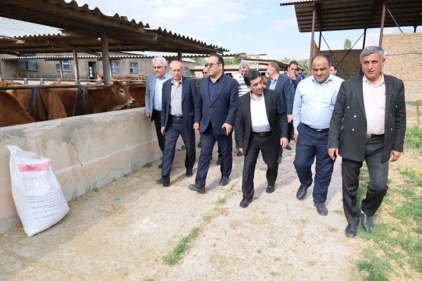حفظ گاو بومی سرابی؛ صیانت از یک گنجینه ژنتیکی برای امنیت غذایی کشور