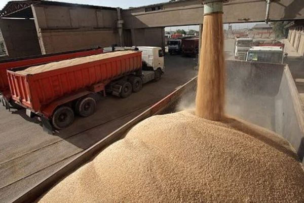 شرایط مناسب جوی و مدیریت بهینه منابع آبی، نویدبخش افزایش تولید جو در استان