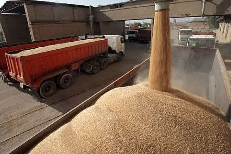 شرایط مناسب جوی و مدیریت بهینه منابع آبی، نویدبخش افزایش تولید جو در استان